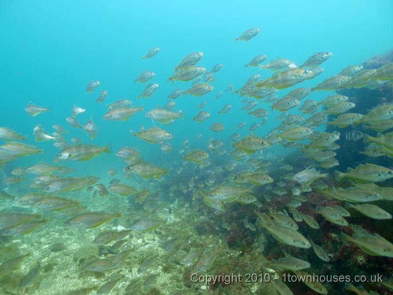 Norfolk's Chalk Reef